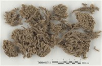 藏品(白髮苔屬)的圖片